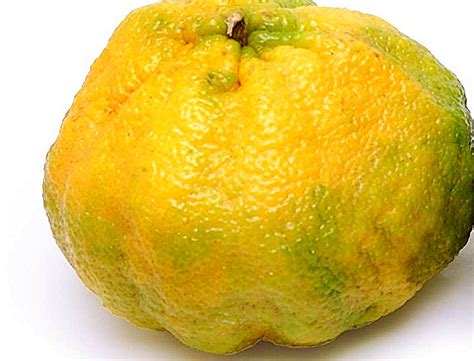 gedli fruit|Ugli fruit .